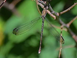 Female Great Spreadwing - Archilestes grandis